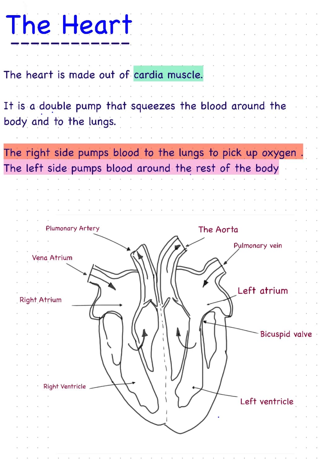 The heart