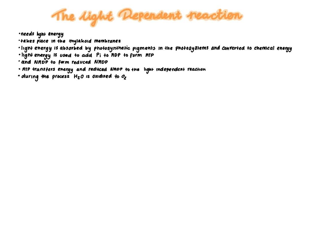 Light dependent reaction