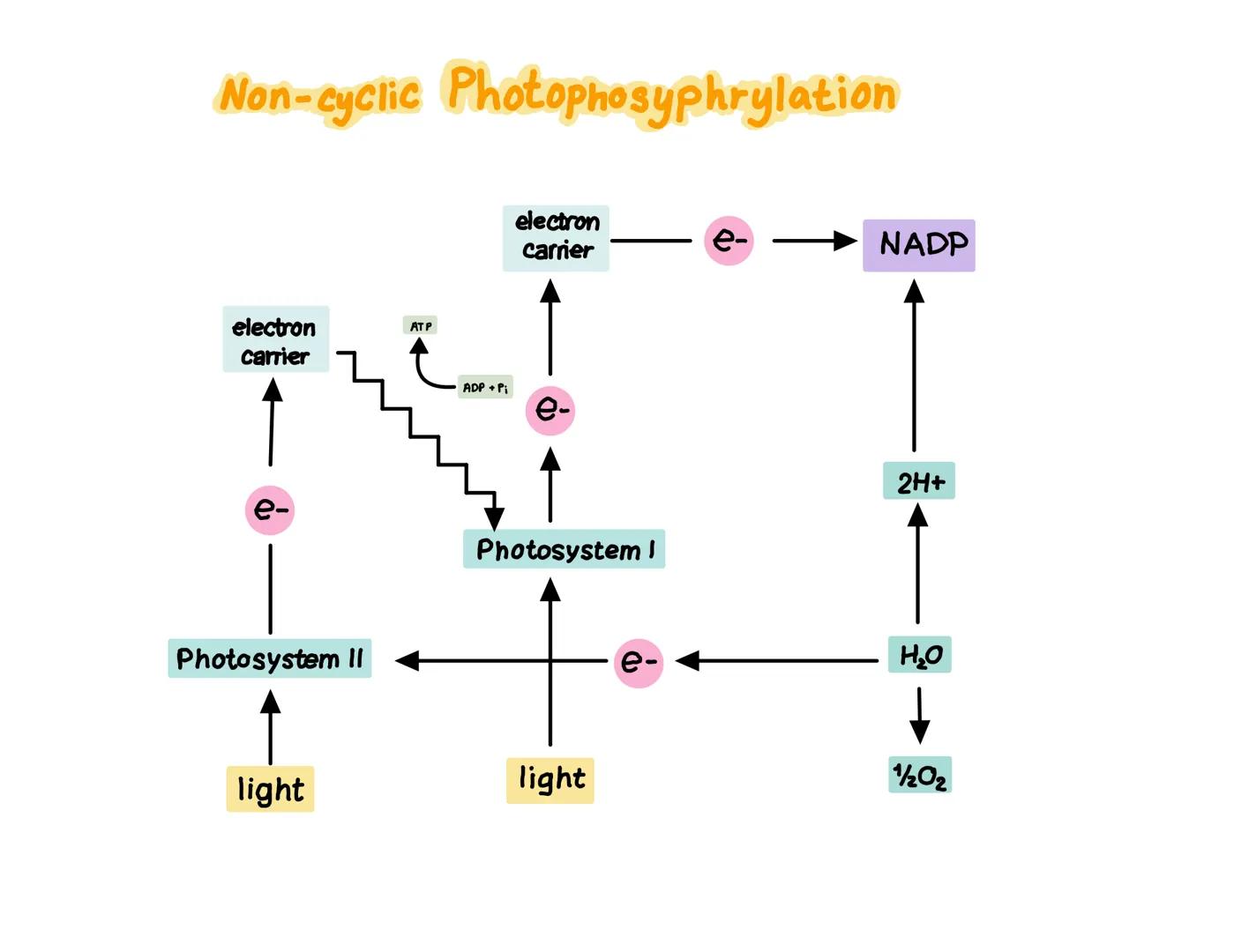 The light Dependent reaction
•needs hight energy
•takes place in the thylakoid membranes
•light energy is absorbed by photosynthetic pigment