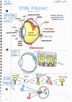 Know SPECIAL SENSES: Vision/Eye with diagrams thumbnail