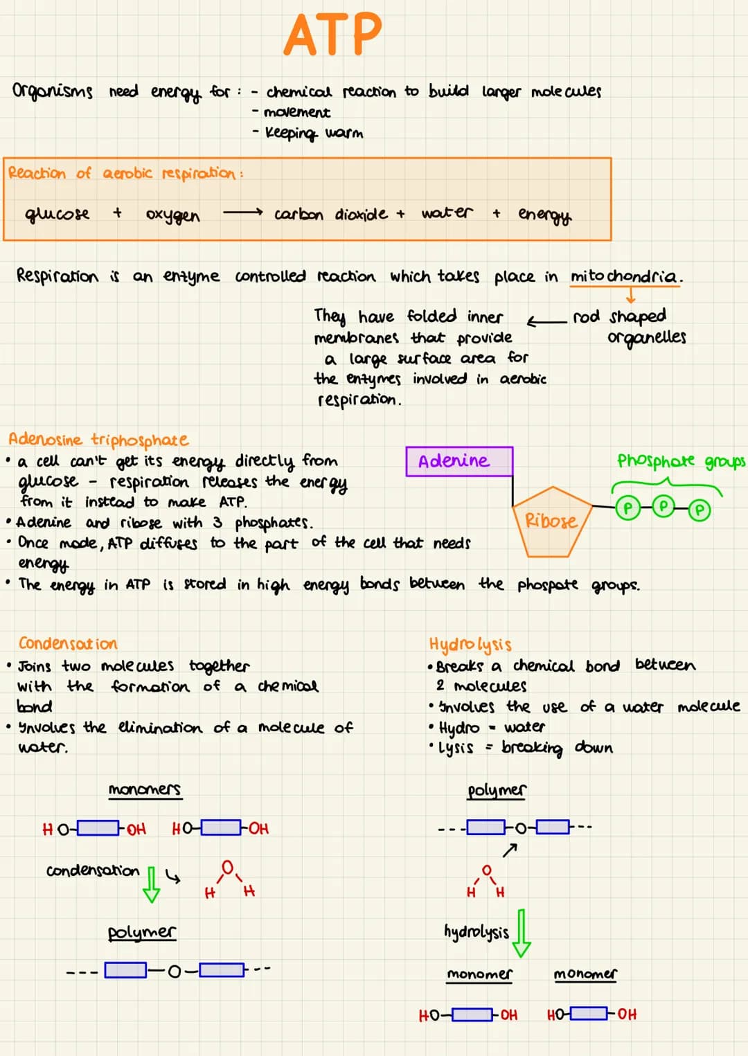 Organisms need energy for: - chemical reaction to build langer molecules
- movement
Reaction of aerobic respiration :
glucose
+
-
oxygen
ATP