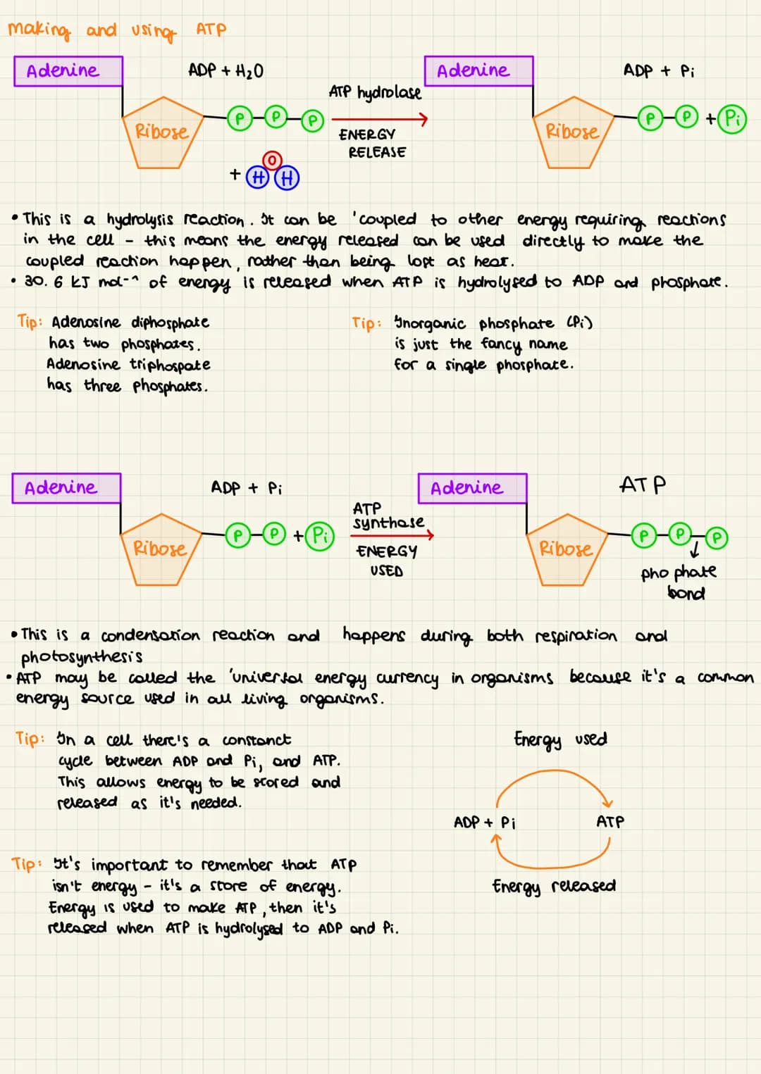 Organisms need energy for: - chemical reaction to build langer molecules
- movement
Reaction of aerobic respiration :
glucose
+
-
oxygen
ATP