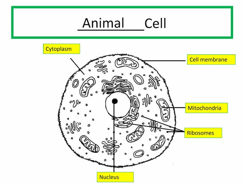 Starter
Answer the following questions in your jotter:
1.Draw and label an animal cell.
2.Draw and label a plant cell.
3. Extension - give a