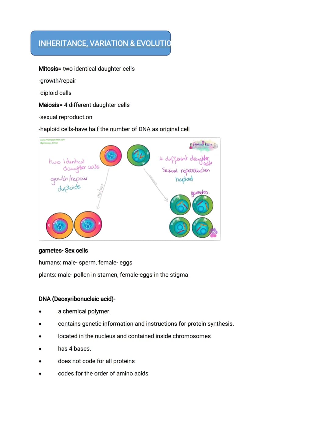 INHERITANCE, VARIATION & EVOLUTIO
Mitosis= two identical daughter cells
-growth/repair
-diploid cells
Meiosis= 4 different daughter cells
-s