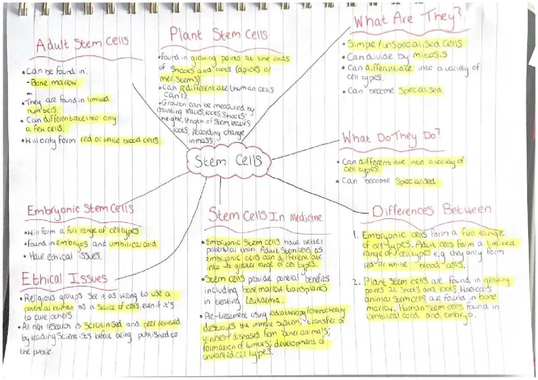 GCSE Stem Cells Mind Map and Notes PDF