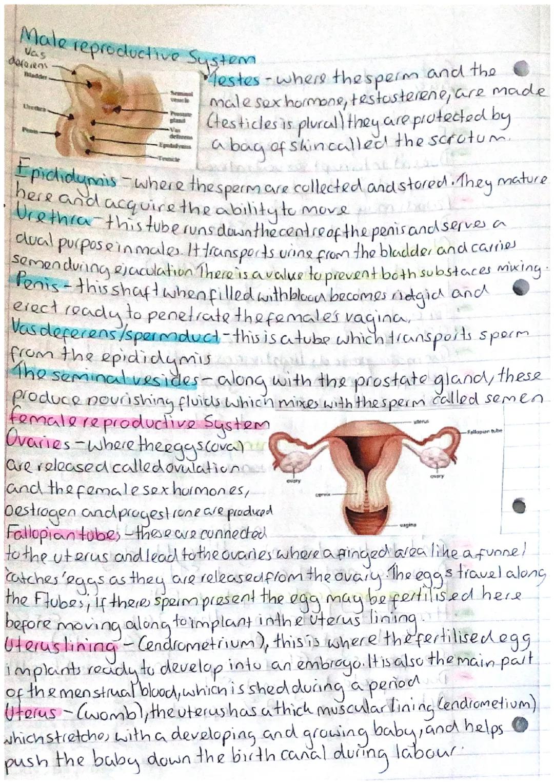 # Male reproductive System
Vas
deferens
Bladder
deferens
Tonicle
Mestes-where the sperm and the
male sex hormone, testosterene, are made
(te
