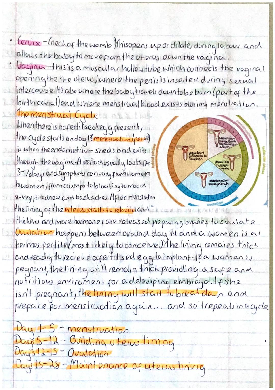 # Male reproductive System
Vas
deferens
Bladder
deferens
Tonicle
Mestes-where the sperm and the
male sex hormone, testosterene, are made
(te