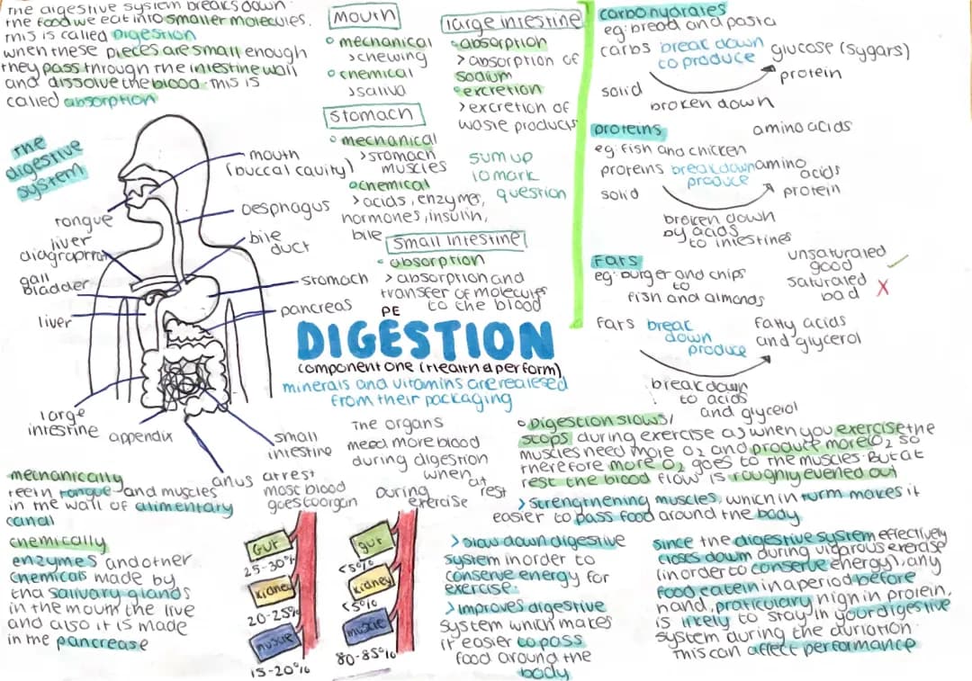 How Your Digestive System Works: The Breakdown Process and the Effects of Exercise