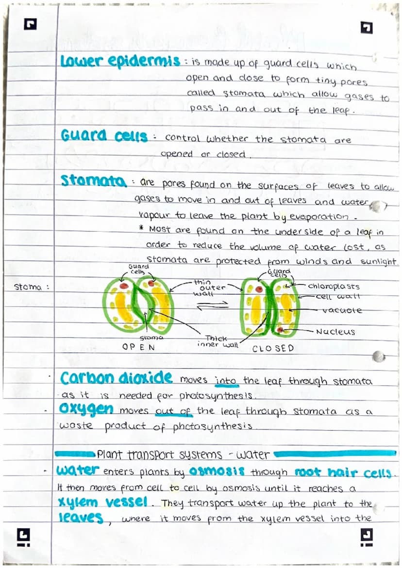 L
plant transport systems.
Leaf Structure
Leaves are the main site of photosynthesis within a plant
'Wax
-cuticle
C
Upper epidermis
Palisade