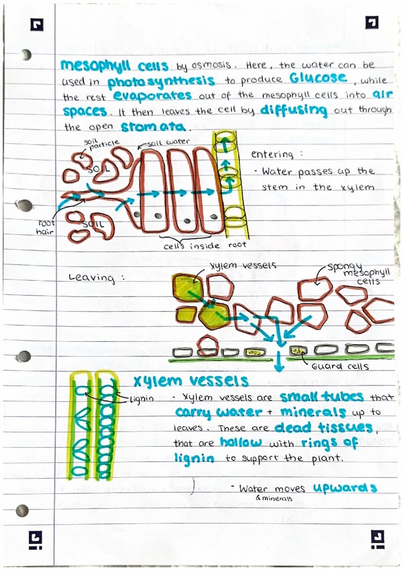 L
plant transport systems.
Leaf Structure
Leaves are the main site of photosynthesis within a plant
'Wax
-cuticle
C
Upper epidermis
Palisade