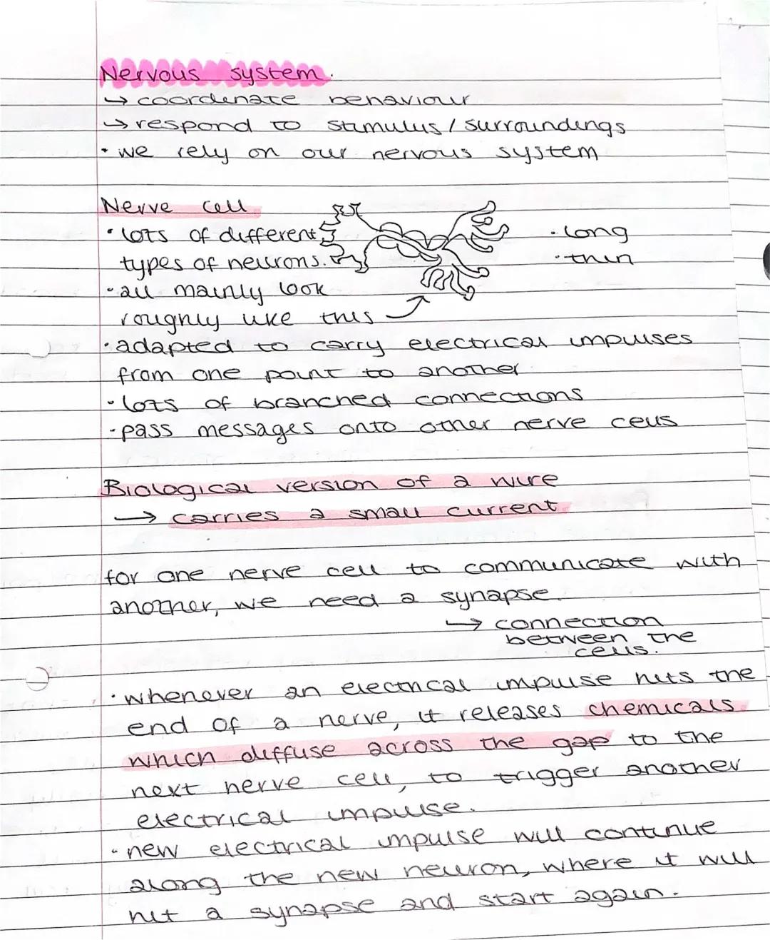 Central nervous system - biology