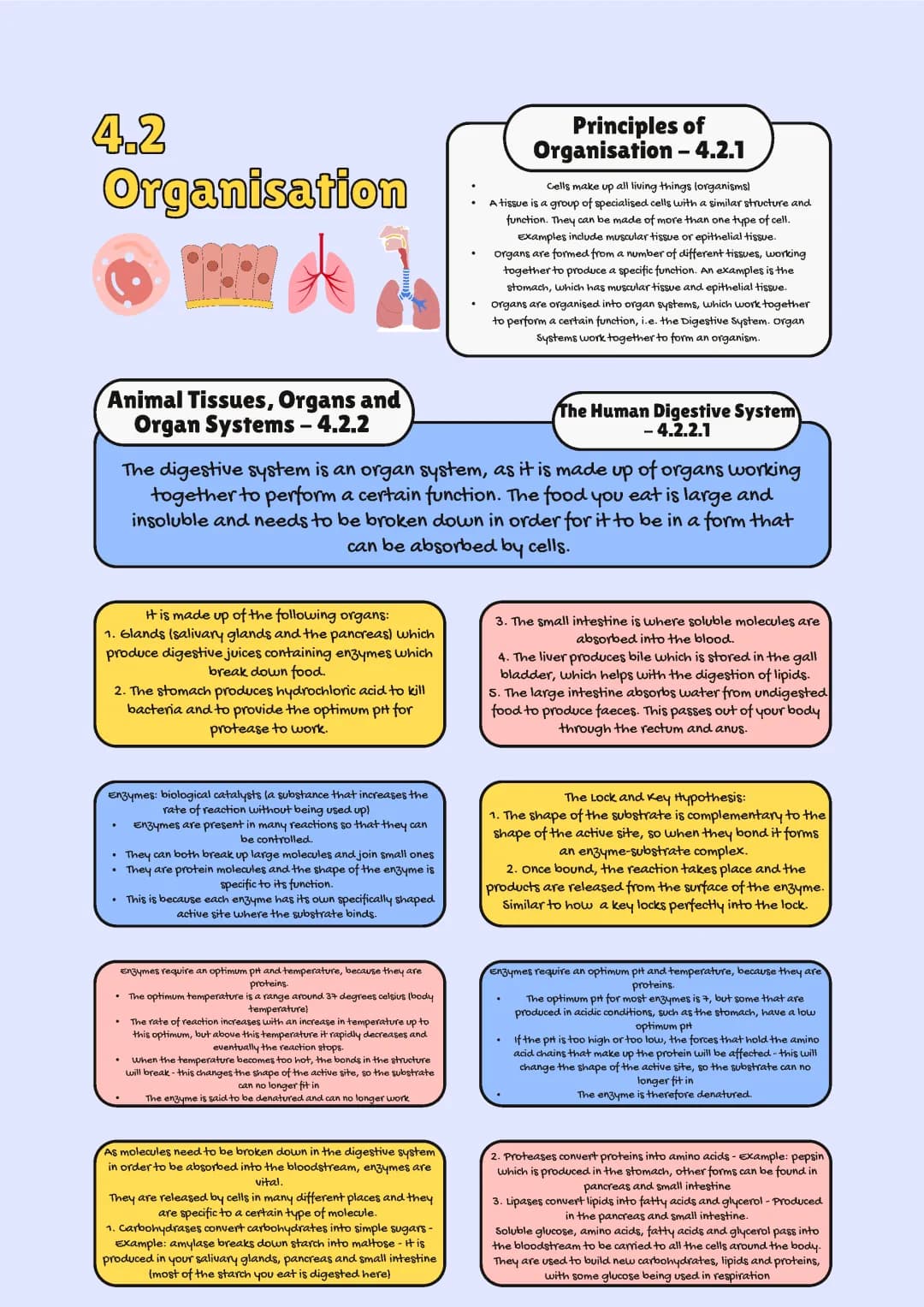GCSE AQA Biology: Complete Notes for Organisation in Plants and Animals