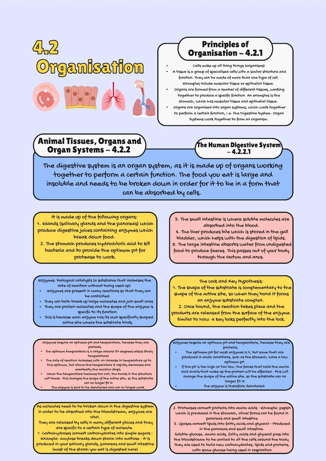 GCSE AQA Biology: Complete Notes for Organisation in Plants and Animals