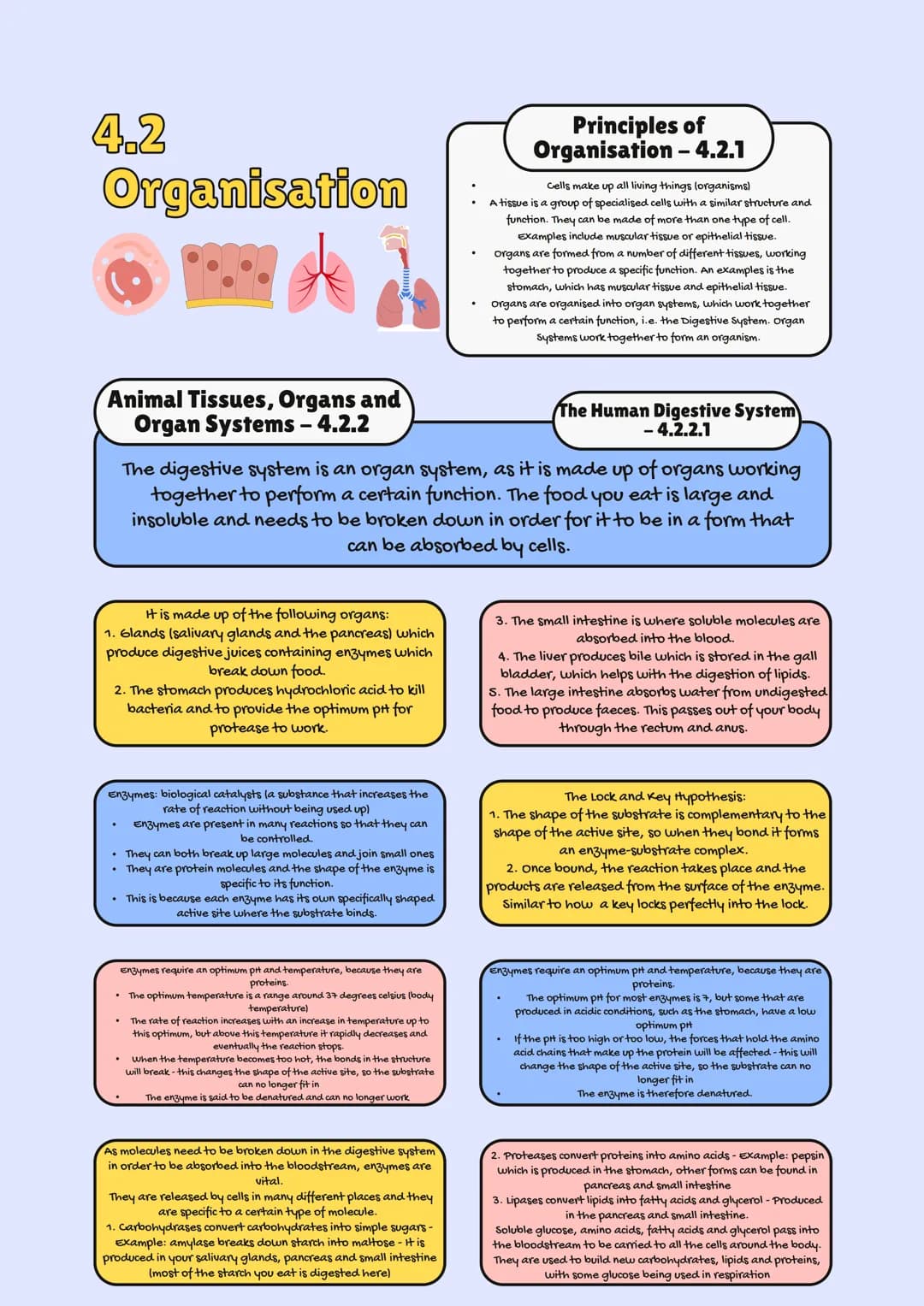 
<h2 id="aqagcsebiologyspecification2023">AQA GCSE Biology Specification 2023</h2>
<p>In GCSE Biology, one of the crucial topics is Organiza