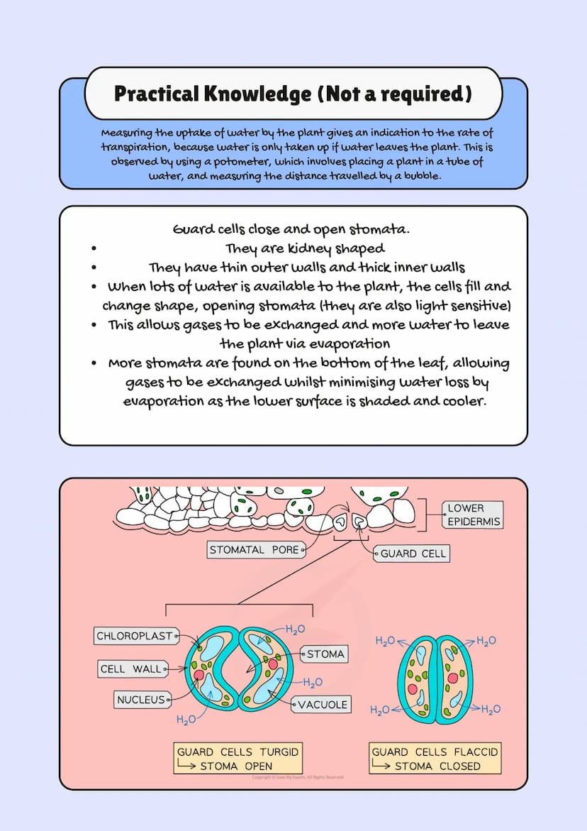 
<h2 id="aqagcsebiologyspecification2023">AQA GCSE Biology Specification 2023</h2>
<p>In GCSE Biology, one of the crucial topics is Organiza
