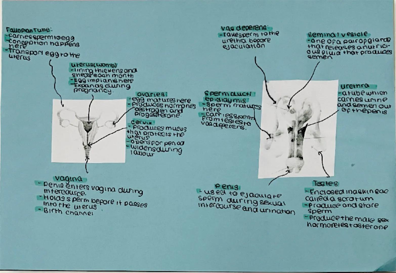 Pre-conception means before contice
conceiving a child.
combinedpill: prevents
Ovulation, tane far 21 days
-Health can impact both male and 