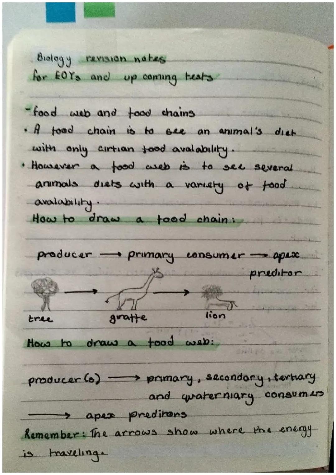 How to Draw a Food Web and Chain for Kids: Easy Steps with Pencils!