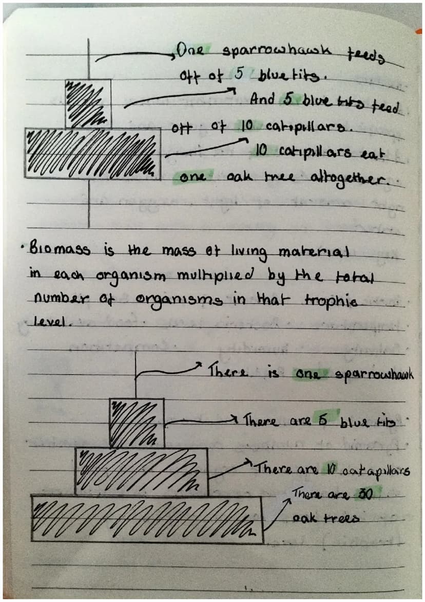 Biology revision notes
for EOYS and
-food web and food chains
• A food chain is to bee
with only cirtian food avalability.
• However a food 