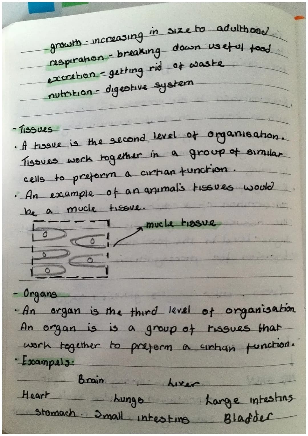 Biology revision notes
for EOYS and
-food web and food chains
• A food chain is to bee
with only cirtian food avalability.
• However a food 