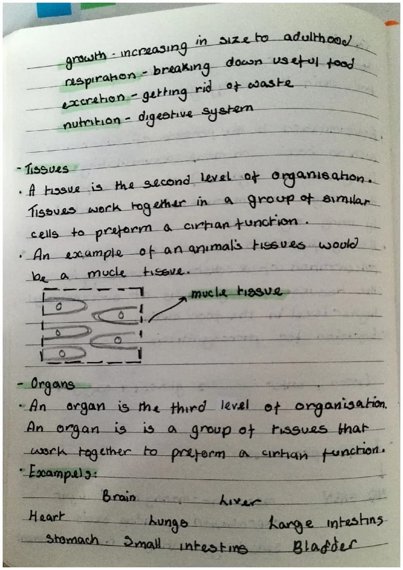 Biology revision notes
for EOYS and
-food web and food chains
• A food chain is to bee
with only cirtian food avalability.
• However a food 