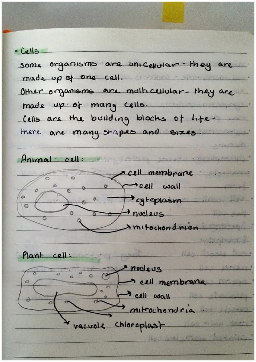 Biology revision notes
for EOYS and
-food web and food chains
• A food chain is to bee
with only cirtian food avalability.
• However a food 