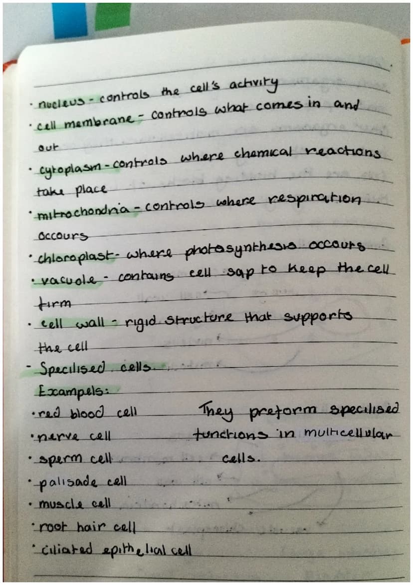 Biology revision notes
for EOYS and
-food web and food chains
• A food chain is to bee
with only cirtian food avalability.
• However a food 