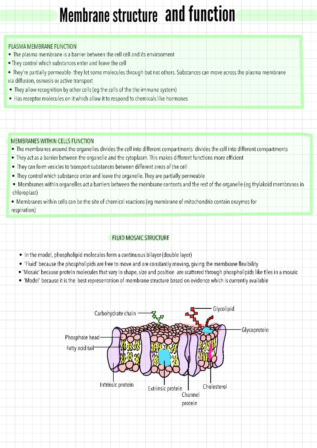 membrane structure and function 