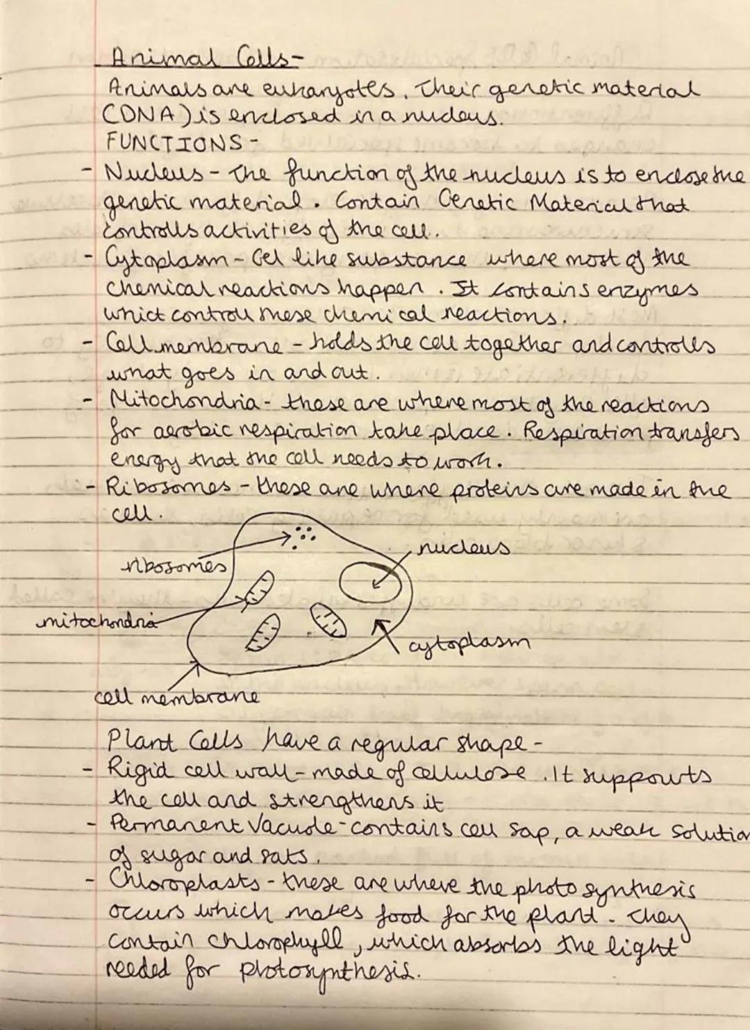 
<h2 id="definition">Definition</h2>
<p>Eukaryotic cells contain their genetic material (DNA) enclosed in a nucleus, while prokaryotic cells