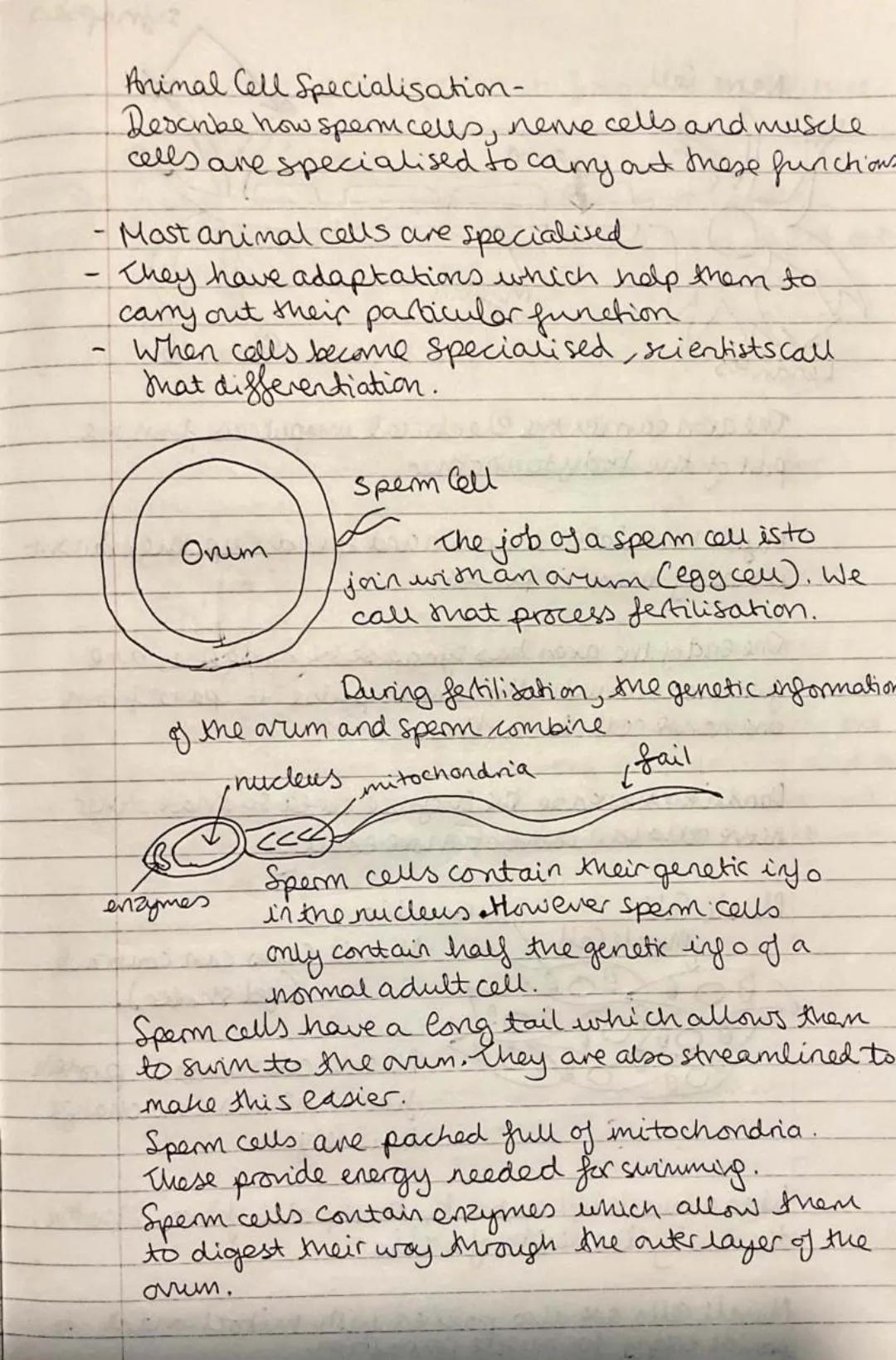 
<h2 id="definition">Definition</h2>
<p>Eukaryotic cells contain their genetic material (DNA) enclosed in a nucleus, while prokaryotic cells