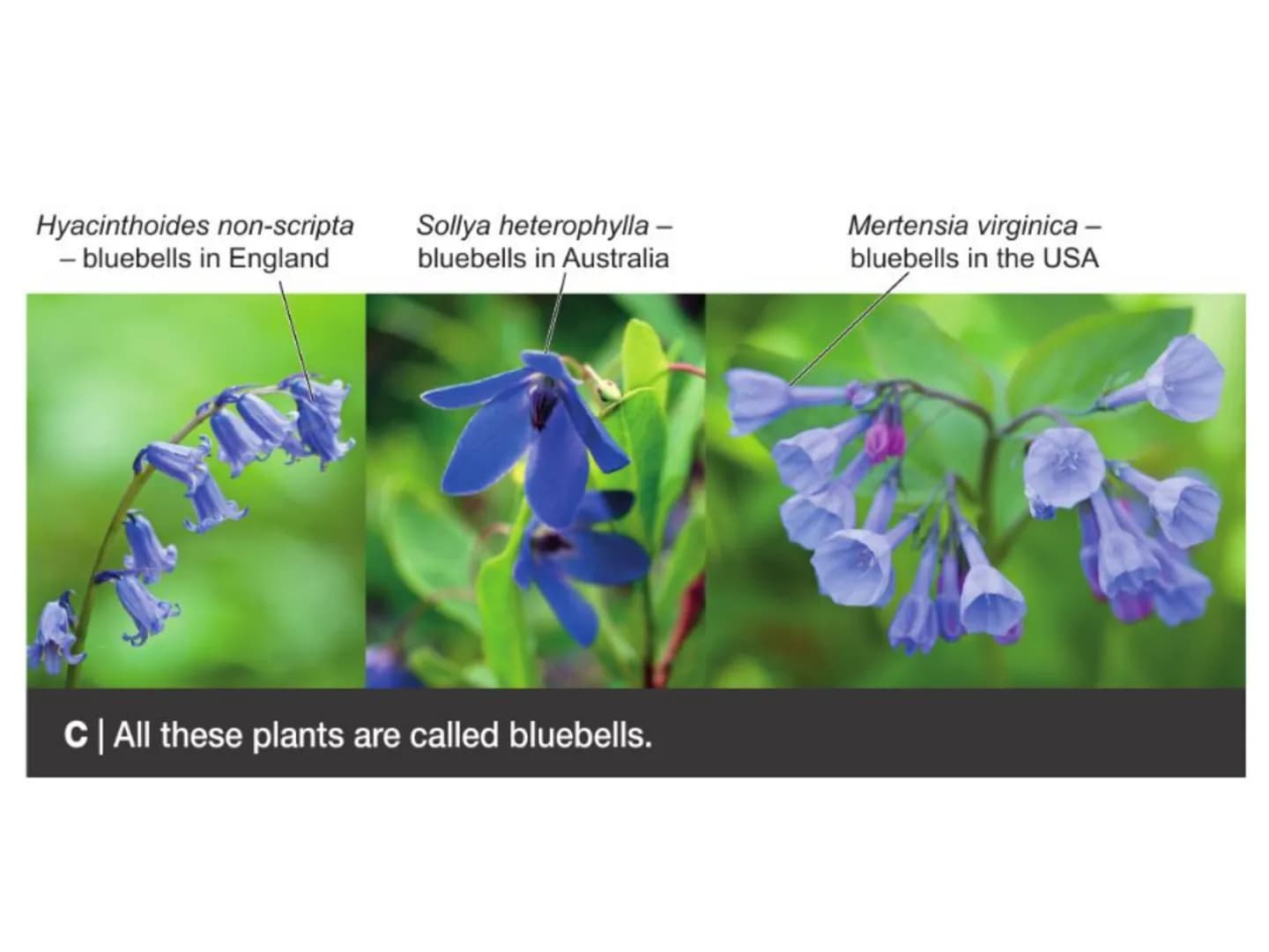 c/w 8Ba Classification and biodiversity
LOS: To be able to:
interpret scientific organism names;
- describe how organisms are classified;
ex