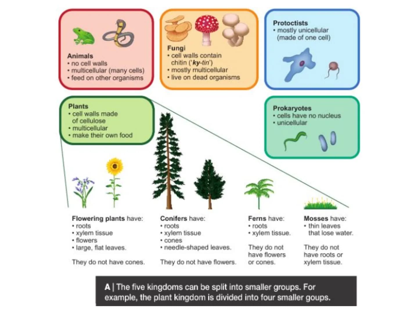 c/w 8Ba Classification and biodiversity
LOS: To be able to:
interpret scientific organism names;
- describe how organisms are classified;
ex