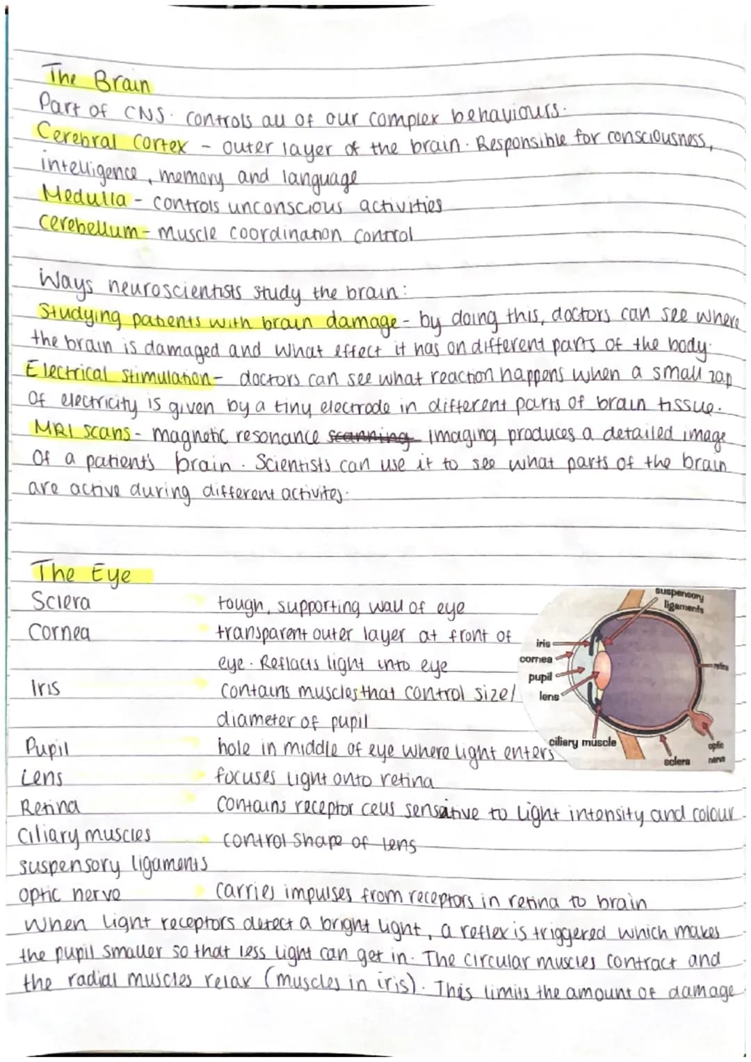 Fun With the Brain and Eye: Reflex Actions, Eye Parts, and How Scientists Learn