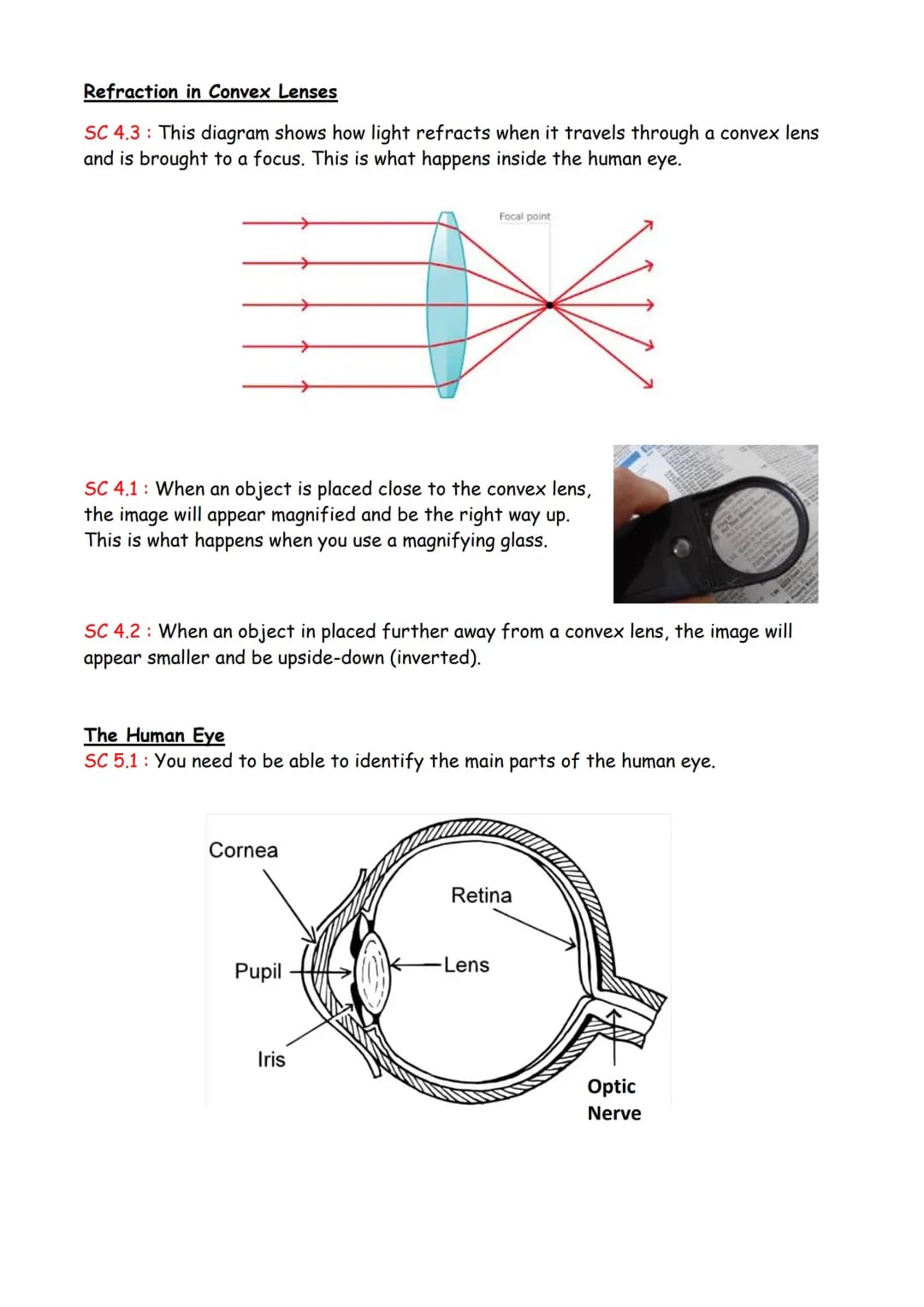 SC 1.1 Facts about light :
Light waves travel in straight lines that we call light rays.
The sun and light bulbs are described as light sour
