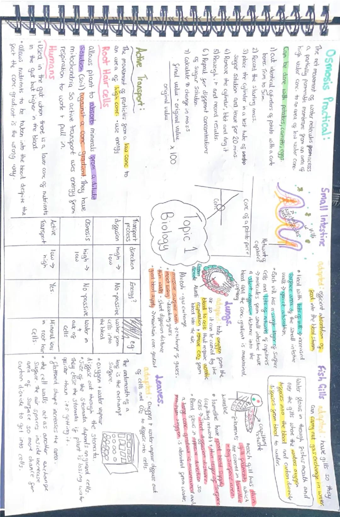 # Topic 1
# Biology

Organisms can be:

# Prokaryotes
- Simple and Smaller
(e.g. Bacteria)
- Single-celled organism

# Eukaryotes
- Complex 