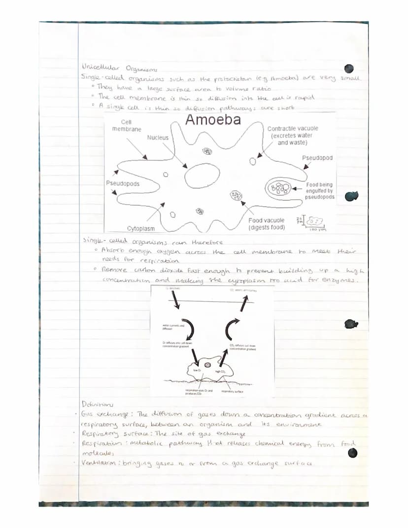 Gas Exchange
- unicellular organisons
Diffusion of gases in and out of an organisms needs to take place rapidly.
The surface across which th