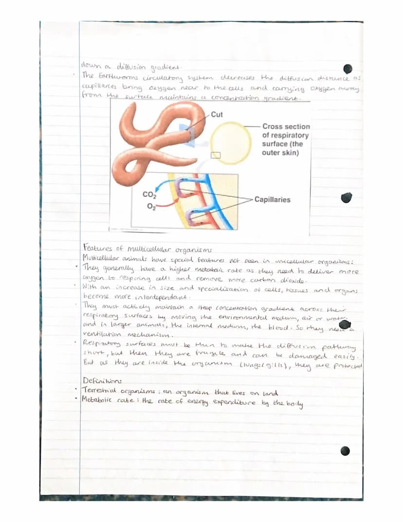 Gas Exchange
- unicellular organisons
Diffusion of gases in and out of an organisms needs to take place rapidly.
The surface across which th