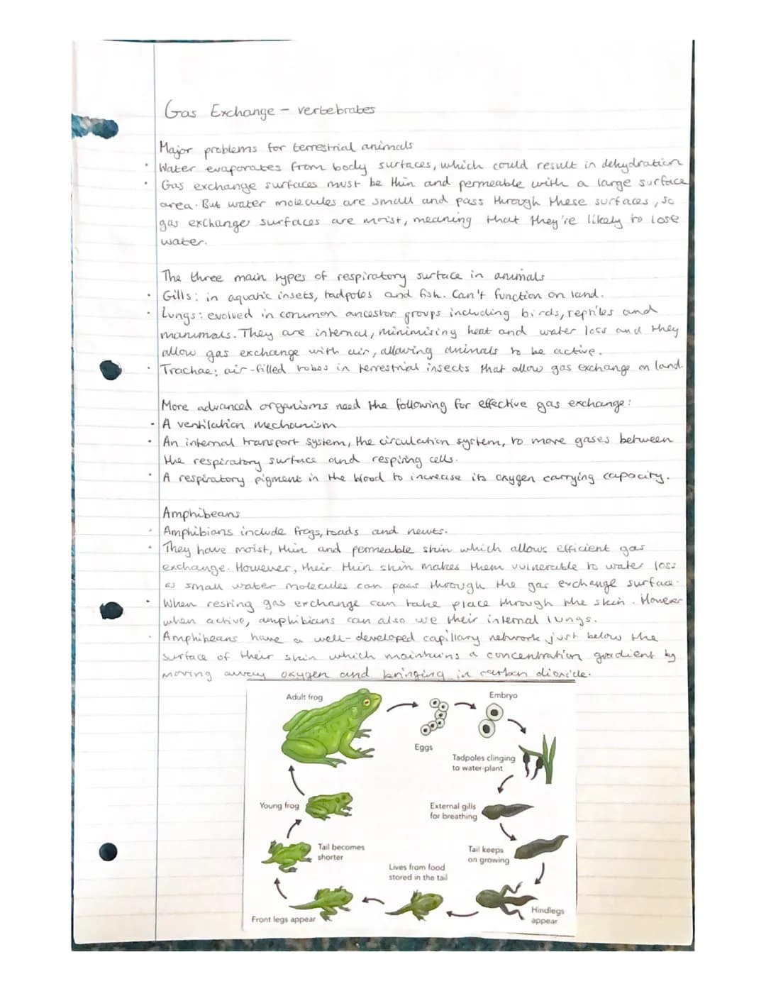 Gas Exchange
- unicellular organisons
Diffusion of gases in and out of an organisms needs to take place rapidly.
The surface across which th