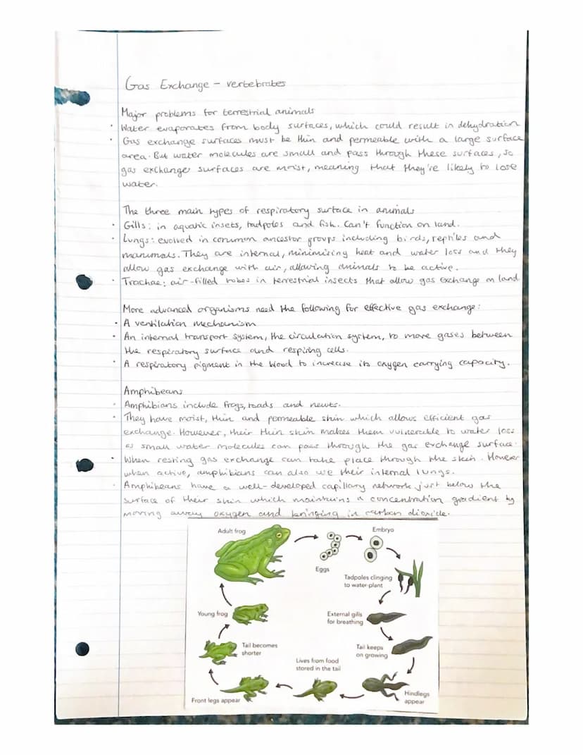 Gas Exchange
- unicellular organisons
Diffusion of gases in and out of an organisms needs to take place rapidly.
The surface across which th