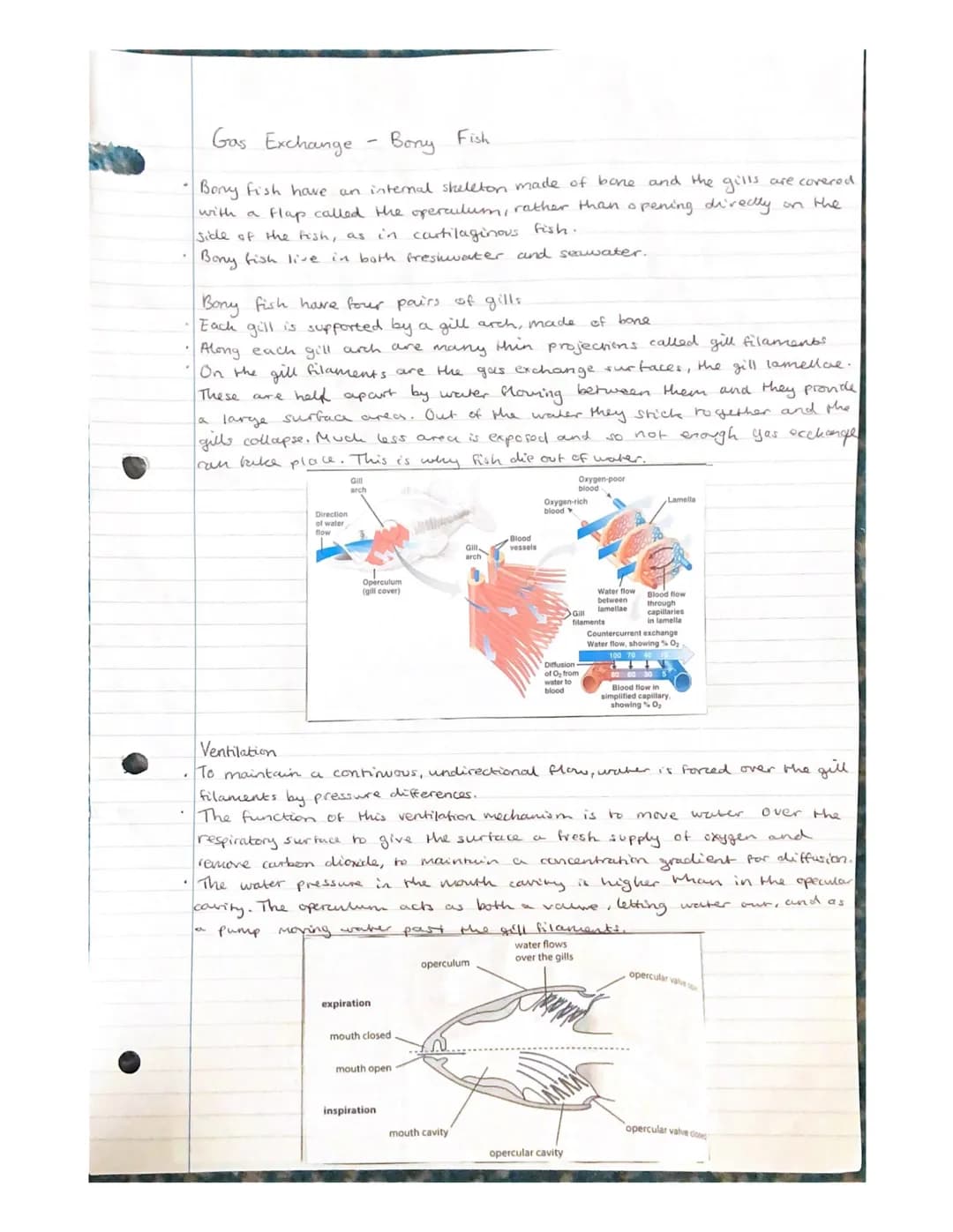 Gas Exchange
- unicellular organisons
Diffusion of gases in and out of an organisms needs to take place rapidly.
The surface across which th