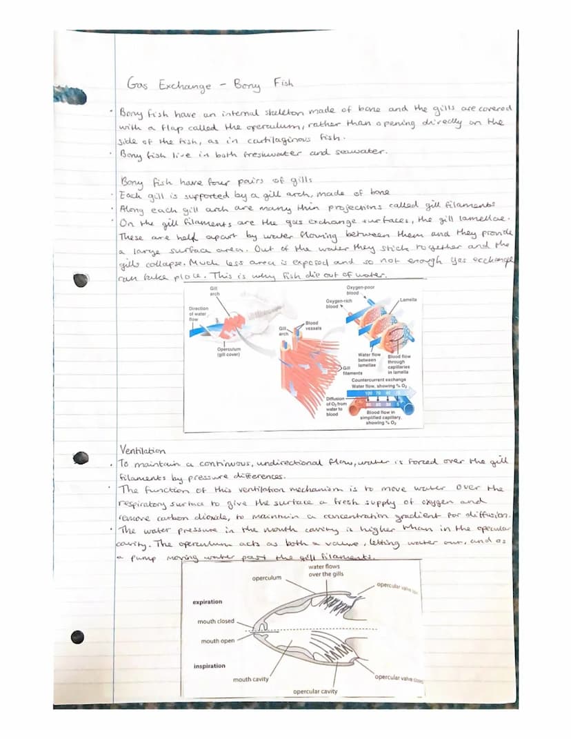 Gas Exchange
- unicellular organisons
Diffusion of gases in and out of an organisms needs to take place rapidly.
The surface across which th