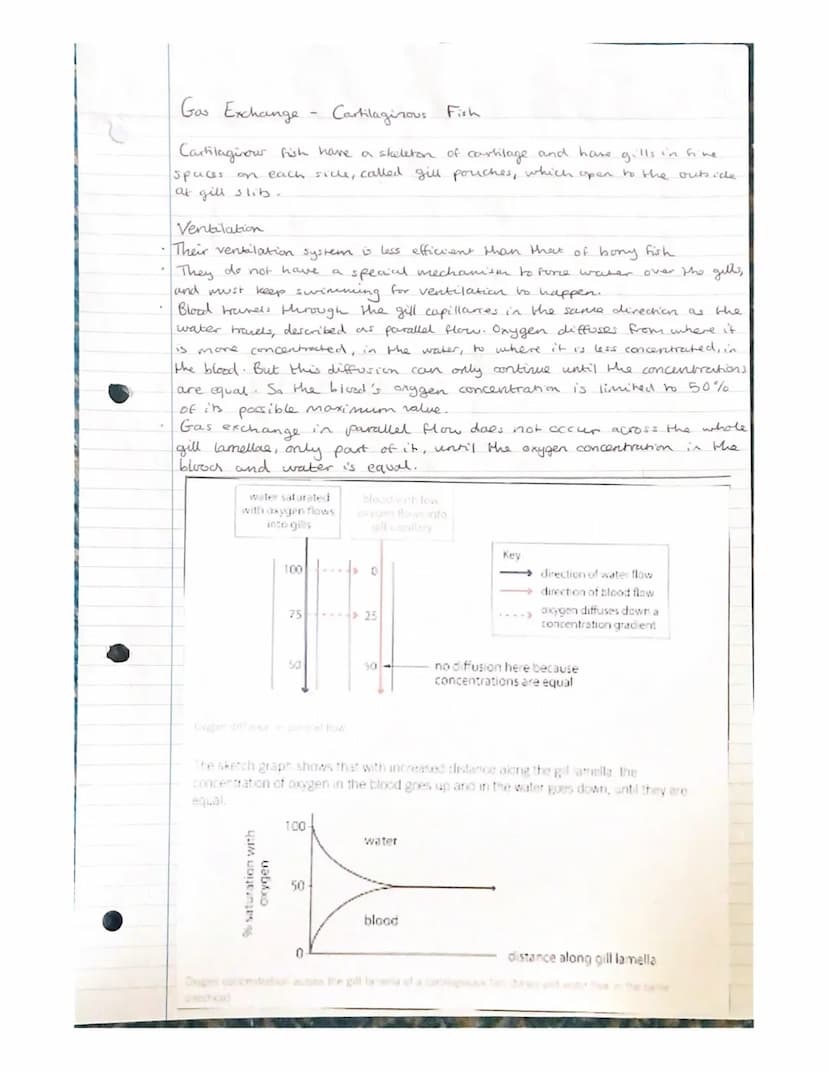 Gas Exchange
- unicellular organisons
Diffusion of gases in and out of an organisms needs to take place rapidly.
The surface across which th