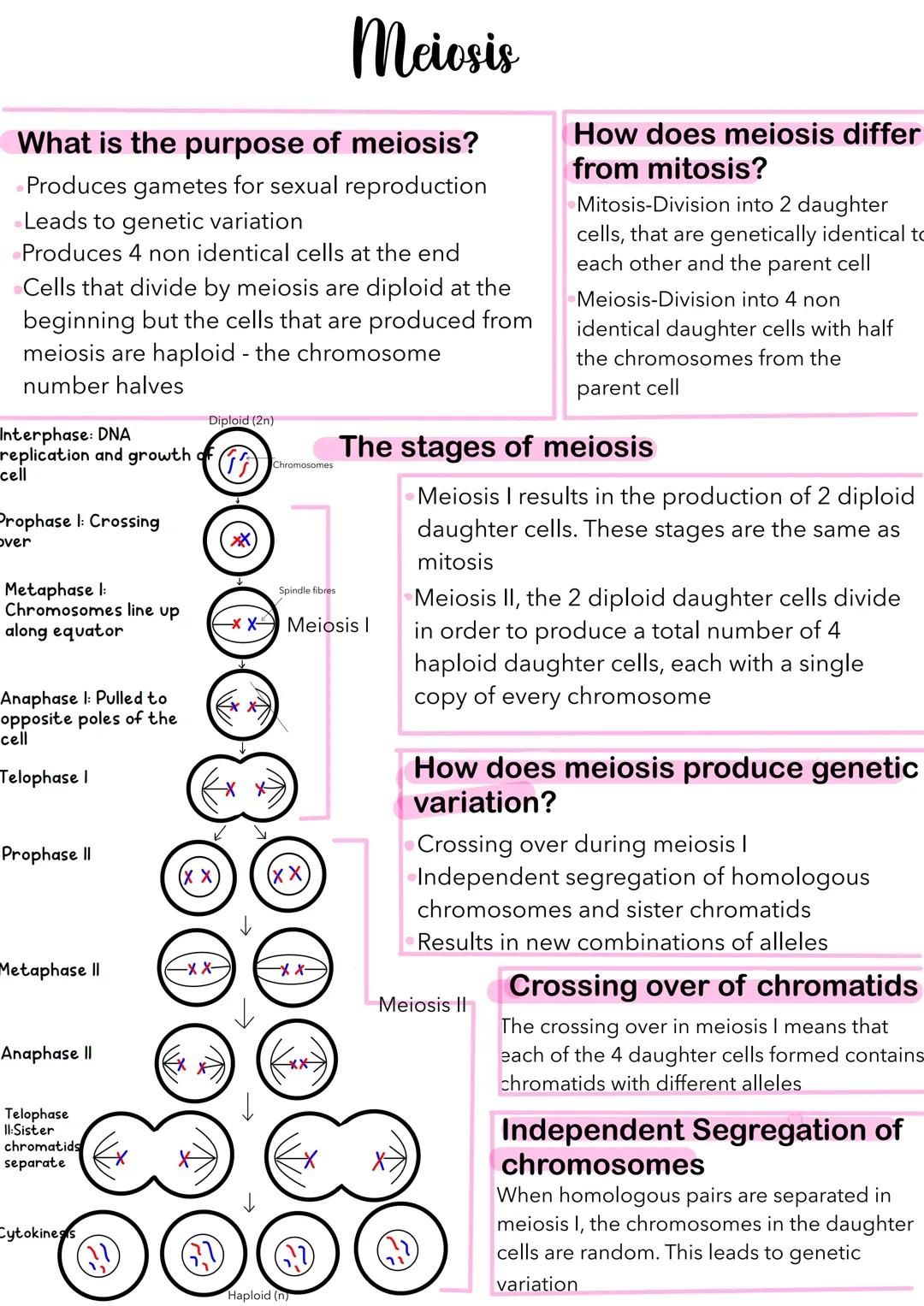 Meiosis