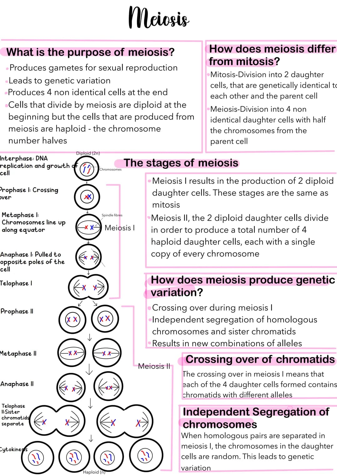 Meiosis
What is the purpose of meiosis?
Produces gametes for sexual reproduction
Leads to genetic variation
Produces 4 non identical cells a