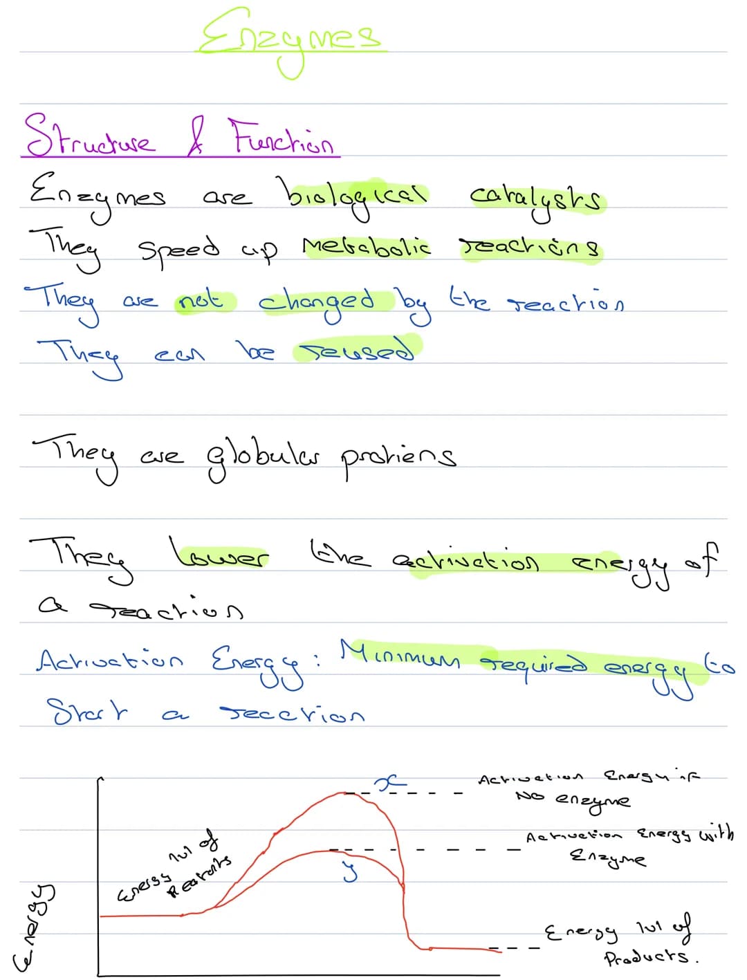 Structure & Function
Enzymes
biological catalysts
They speed up metabolic reactiong
They
are not changed by the reaction
be seused
They
Cene
