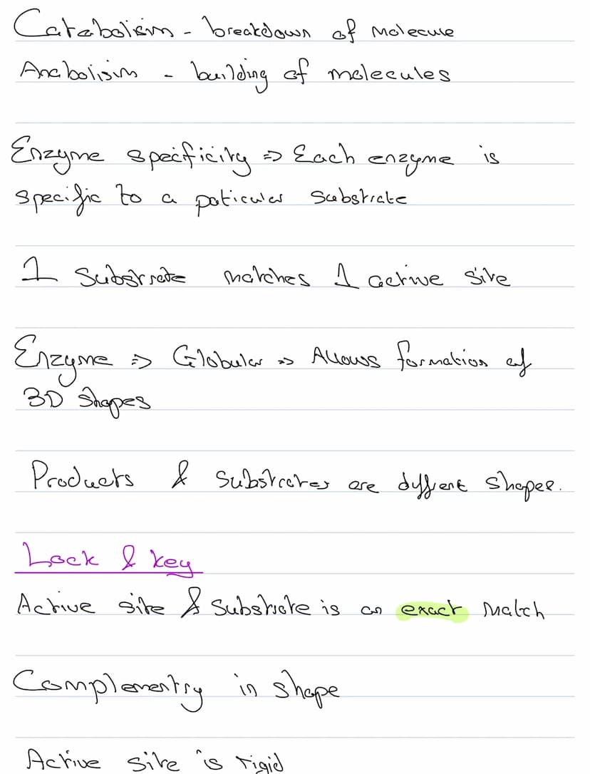 Structure & Function
Enzymes
biological catalysts
They speed up metabolic reactiong
They
are not changed by the reaction
be seused
They
Cene