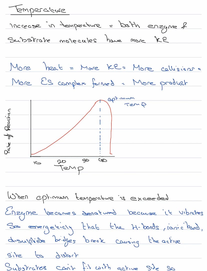 Structure & Function
Enzymes
biological catalysts
They speed up metabolic reactiong
They
are not changed by the reaction
be seused
They
Cene