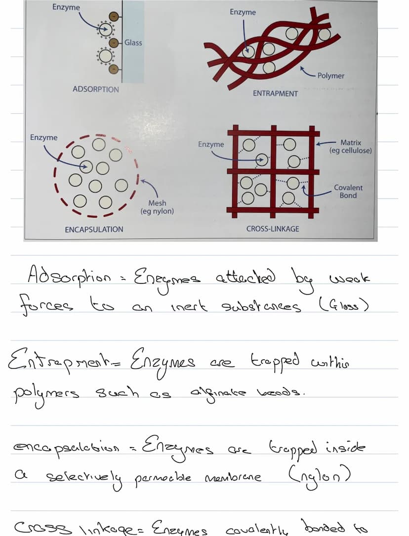 Structure & Function
Enzymes
biological catalysts
They speed up metabolic reactiong
They
are not changed by the reaction
be seused
They
Cene