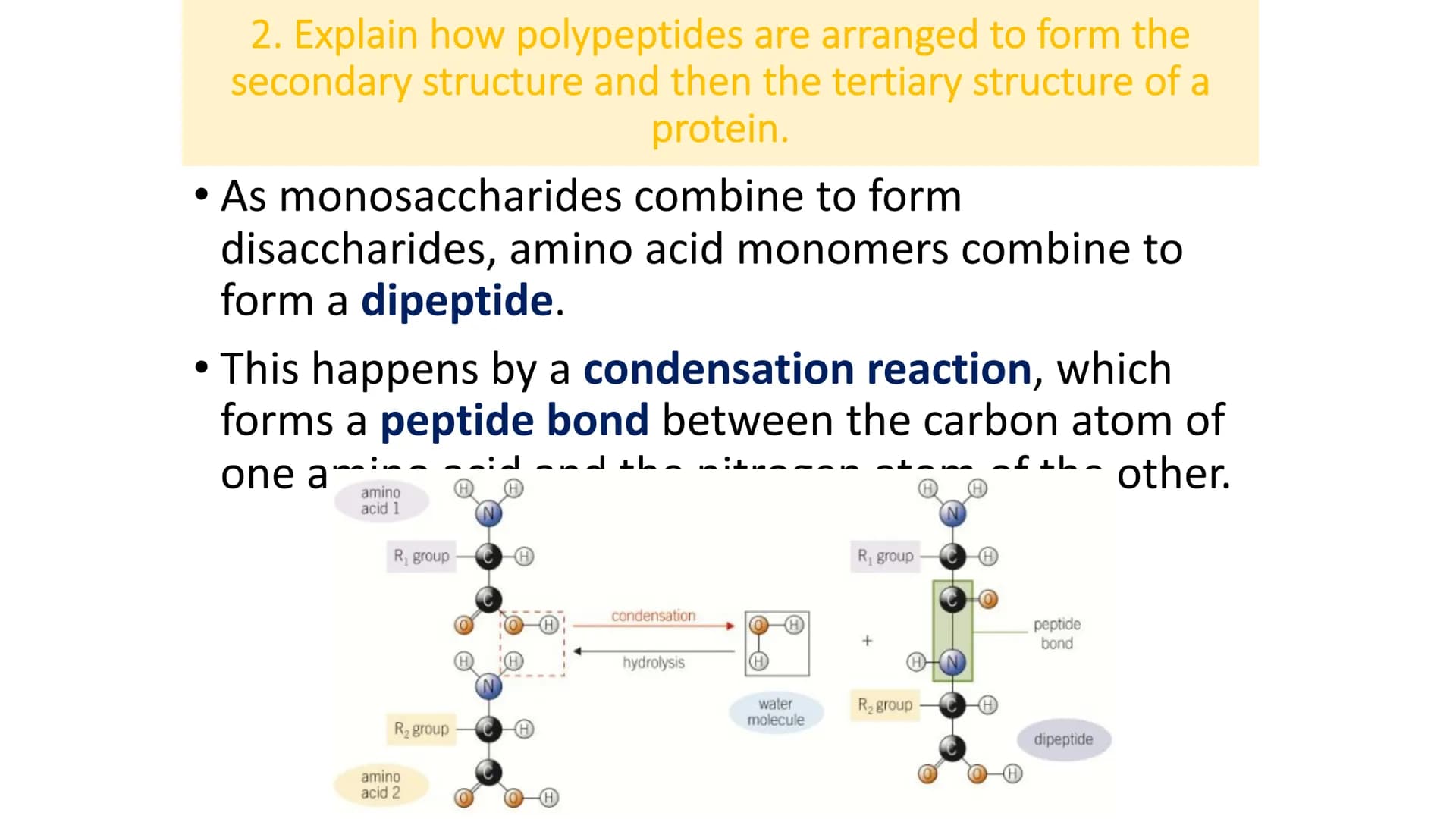 Do now:
1. What is meant by polyunsaturated?
2. Describe the difference between triglycerides
and phospholipids.
3. State the monosaccharide