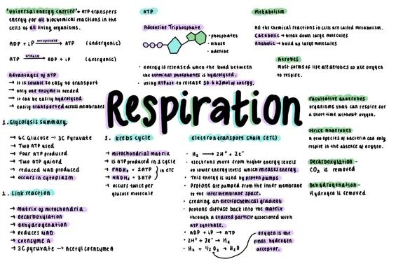 Know Respiration mind map A level  thumbnail