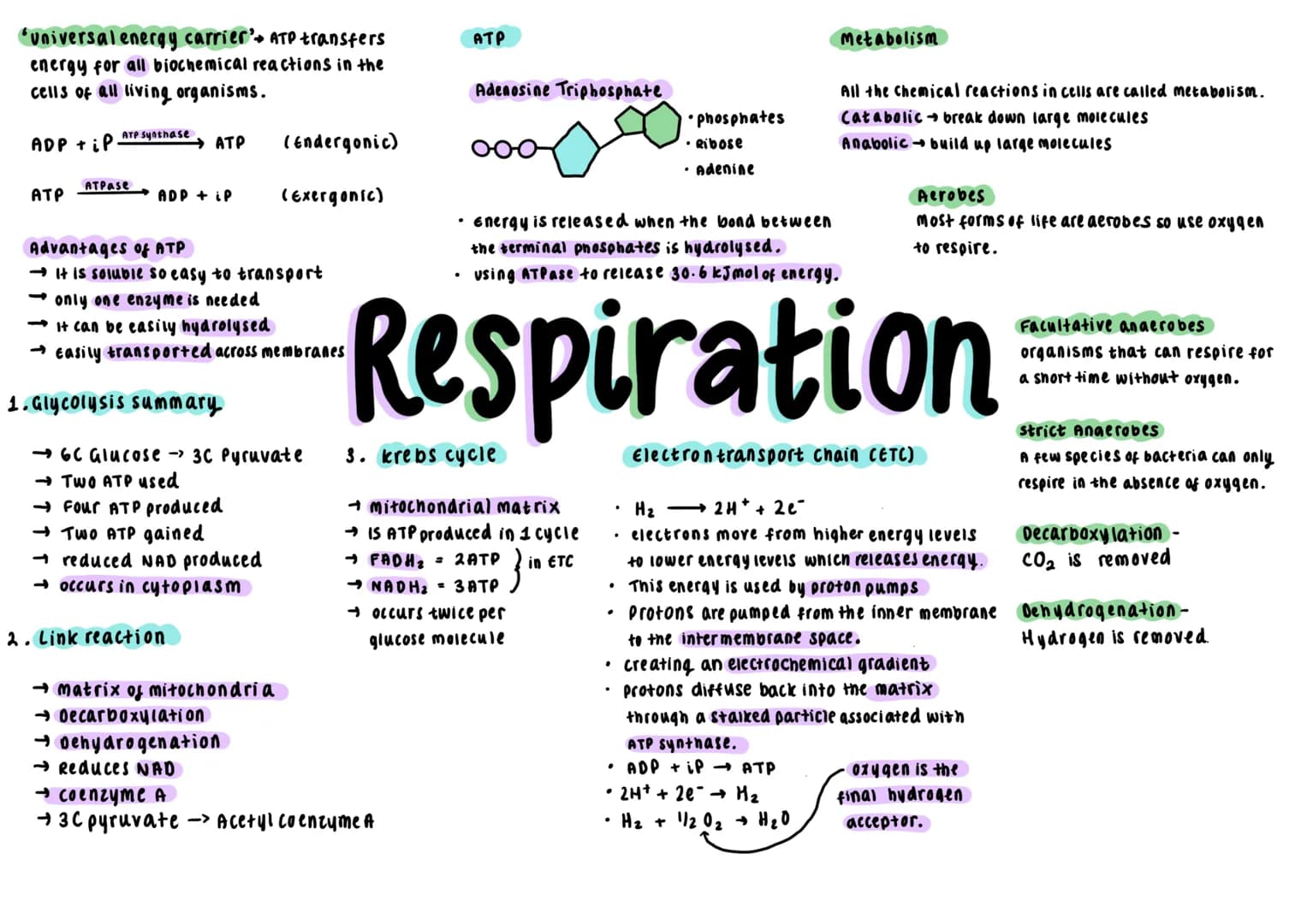 Universal energy carrier's ATP transfers
energy for all biochemical reactions in the
cells of all living organisms.
ATP Synthase
ADP + iP.
A